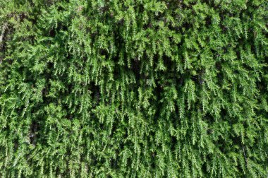 Güneşli bir yaz gününde Akdeniz yeşil yapraklarının doğa arkaplan resmi