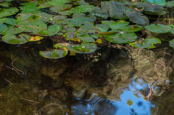 Teich Mit Seerosen Und Pflanzen Öffentlichen Park — Stockfoto