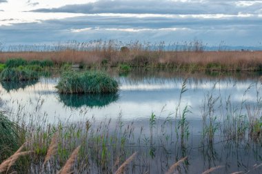 Sonbaharda Albufera de Valencia 'da günbatımı. Vahşi bitki örtüsü ve yansımaları. Korunan doğal alan