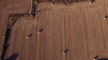 Gün batımında büyük saman topları olan kırsal bir arazinin havadan görünüşü. Campos 'un Yeri, Mallorca Adası, İspanya