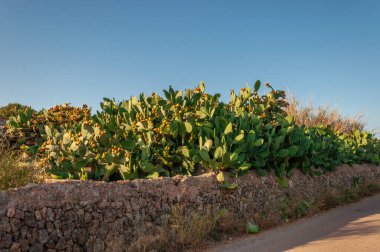 Image of a prickly pear tree with prickly pears. Island of Mallorca, Balearic Islands, Spain clipart