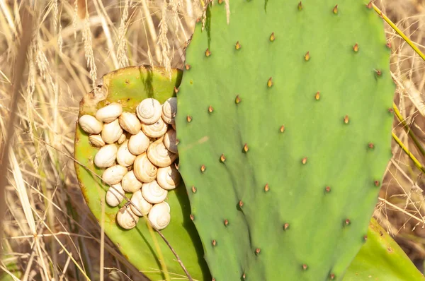 Pera Espinosa Con Caracoles Blancos Amarillos Pegados Tallo Isla Mallorca —  Fotos de Stock