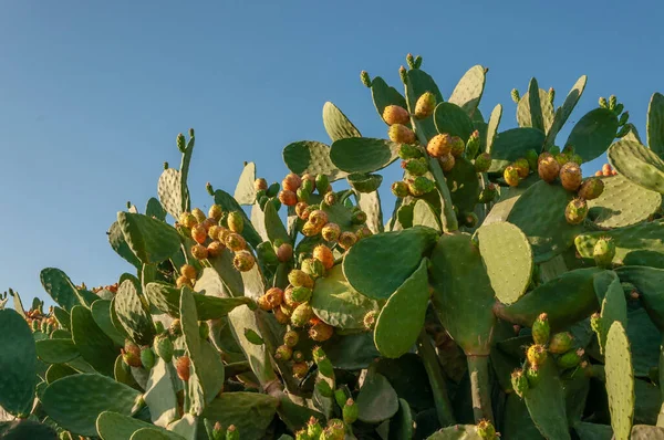 Bild Eines Kaktusbaums Mit Kaktusfeigen Insel Mallorca Balearen Spanien — Stockfoto