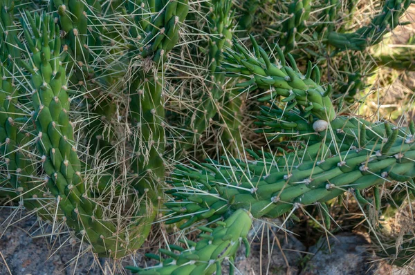 Groene Cactus Met Lange Binding Achtergrondbeeld Van Natuur — Stockfoto