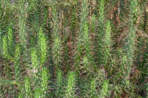 Long-bonded green cactus. Background image of nature