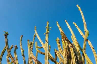 Uzun süreli yeşil kaktüs. Doğanın arkaplan resmi