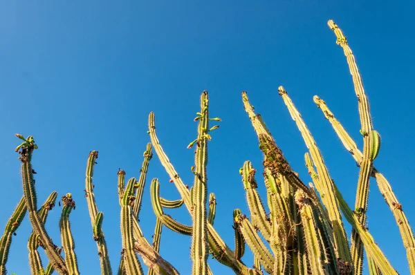 Uzun süreli yeşil kaktüs. Doğanın arkaplan resmi