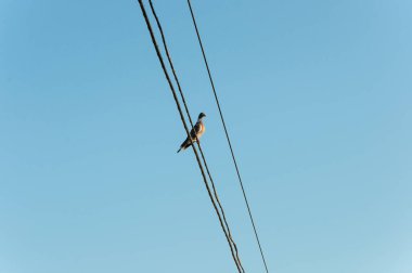 Mavi gökyüzü arka planına sahip elektrik kablolarına tünemiş bir güvercin.