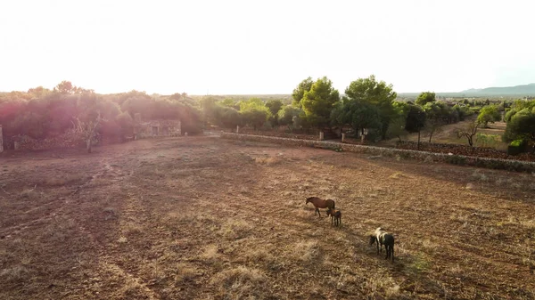 Vista Aérea Caballos Pastando Campo Junto Árboles Cultivo Mediterráneos Isla — Foto de Stock