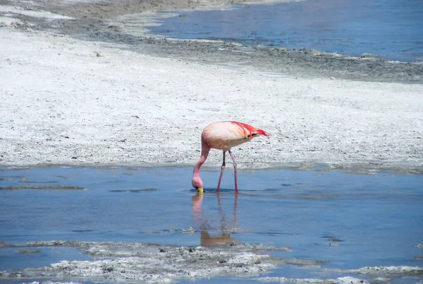 James Flamingo Şili 'nin kuzeyindeki Surire Salt Flat sularında yiyecek arıyor..