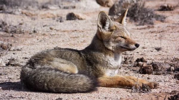 このアンデスのキツネは カルペオとも呼ばれ かなりリラックスしています チリ北部のパン アズカル国立公園で撮影 ロイヤリティフリーのストック画像