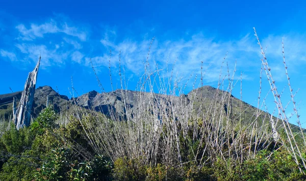 Güney Şili 'de Puerto Varas' a yakın Calbuco Volkanı 'nın bitkileri