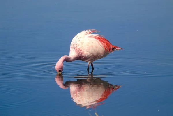 James Flamingo Den Hochlandlagunen Bolivien Gesichtet — Stockfoto