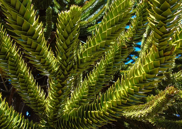 Maymun yapboz ağacına (Araucaria) yakın plan. Malalcahuello Ulusal Rezerv 'de çekilmiş..