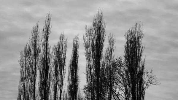 Gökyüzündeki ağaç tepelerinin siyah beyaz resmi