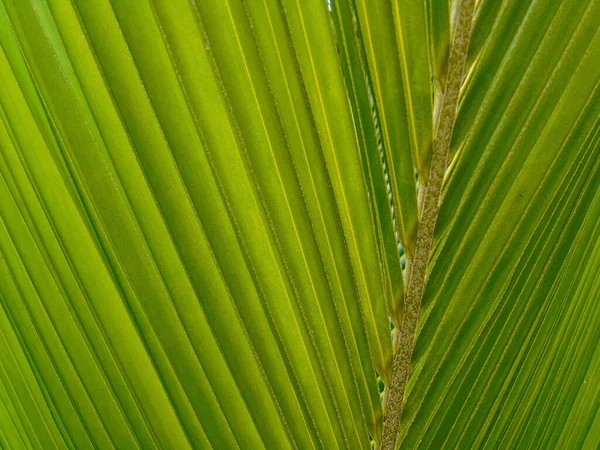 Abstracto Primer Plano Una Hoja Verde Fotografía Tomada Las Islas — Foto de Stock