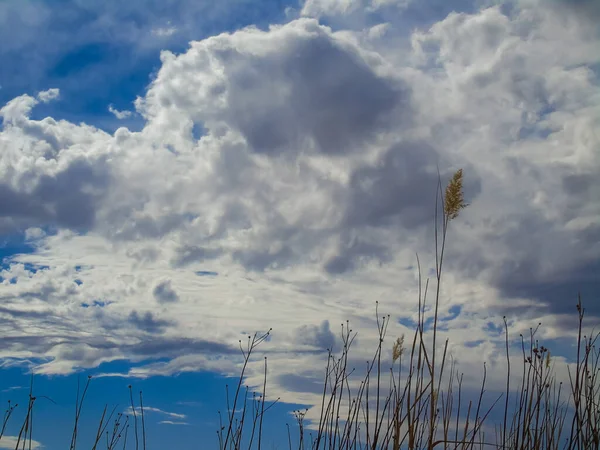 Çöldeki gökyüzünün çimen yapraklarıyla soyut bir resmi.