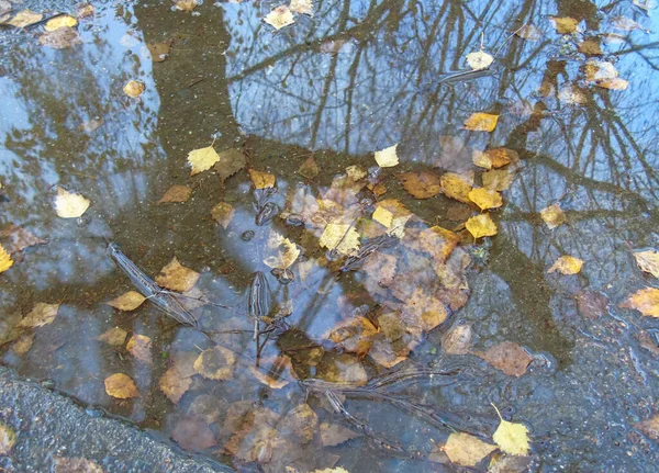 Ağaç ve yaprakların su birikintisinde yansımasının soyut resmi