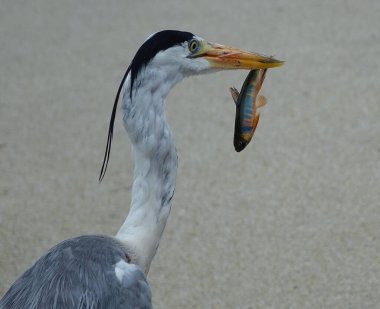 Balıkçıl bir balık yakaladı.