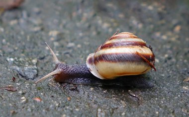  Islak asfaltta sürünen salyangoz.   