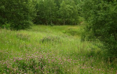     Temmuzun ortasında gölün yakınındaki ormandaki çayırlarda çiçek açarlar.     