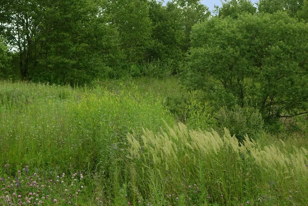 Blühende Wiesengräser Wald See Mitte Juli — Stockfoto