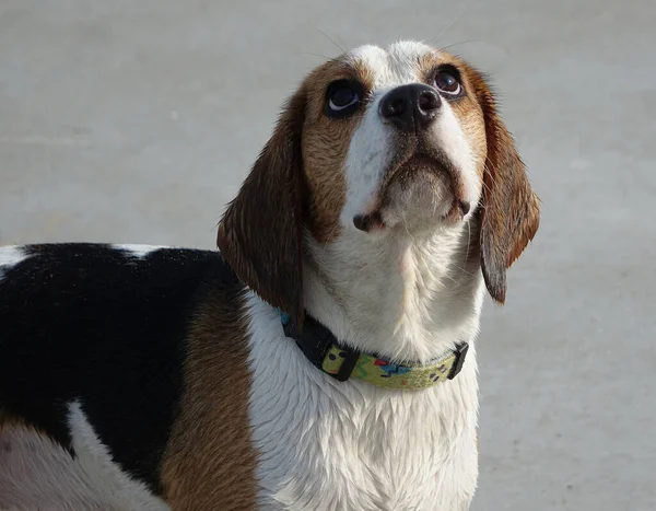 Beagle - hunting dog breed.Beagles have a good sense of smell and are used primarily for hunting rabbits and hares, very often used at customs to search for explosives. Bigley is very active and playful.