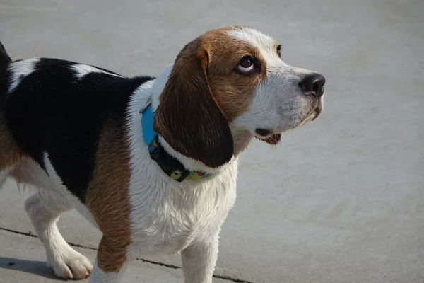 Beagle - hunting dog breed.Beagles have a good sense of smell and are used primarily for hunting rabbits and hares, very often used at customs to search for explosives. Bigley is very active and playful.