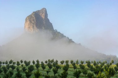 Coonowrinn, Avustralya, Queensland, Glasshouse Dağları 'ndaki Macadamia Meyve Bahçesini izliyor.