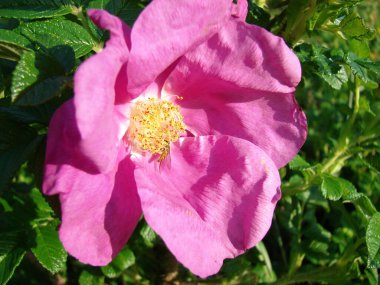 Bahçedeki gül çiçeği.