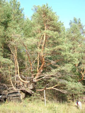 Gökyüzüne karşı dik bir kıyıda kocaman bir ağaç.