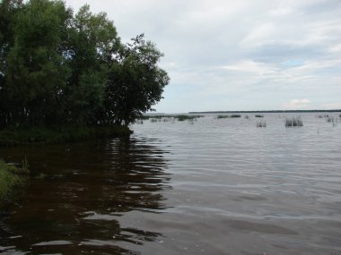            Nehir kıyısındaki ağaç                     