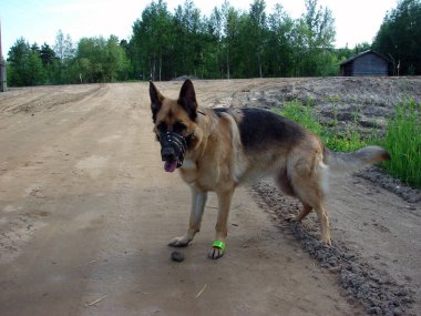 Bir Alman çoban köpeği toprak bir yolda duruyor.                               