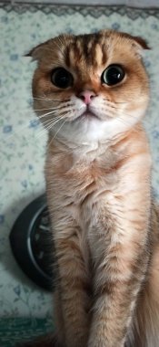 İskoç kedisi saatin arka planında oturur