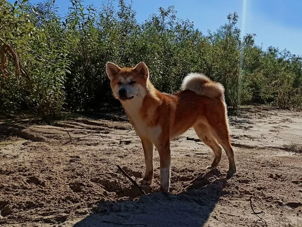 Japanese Akita Inu Puppy Background Bushes — Stock Photo, Image