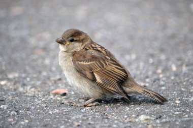 Asfaltta oturan serçe