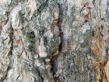 Yaşlı bir ağacın kabuğu