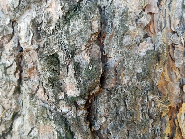Yaşlı bir ağacın kabuğu