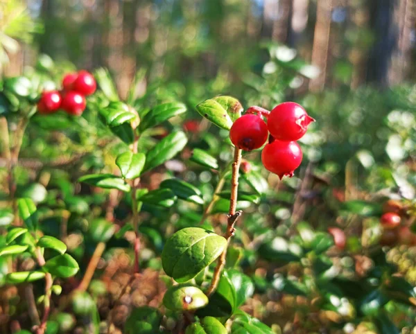 Cranberries Fundo Floresta — Fotografia de Stock