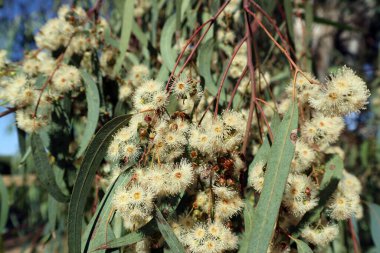 Üzerinde arı olan okaliptüs çiçekleri