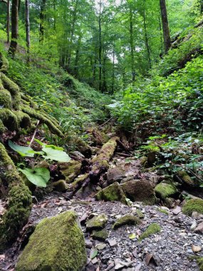 Ormandaki kurumuş dere