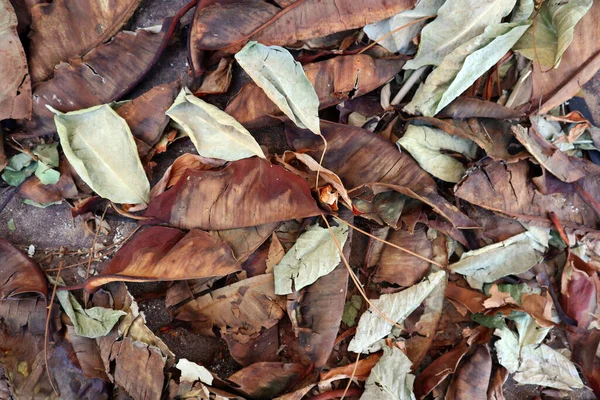 Yerdeki Kuru Yapraklar — Stok fotoğraf