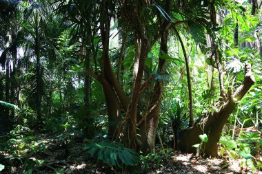 Ormandaki tropikal orman