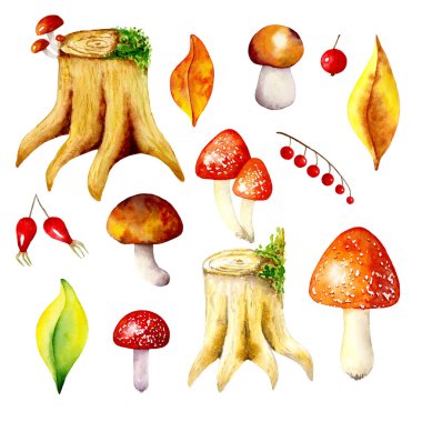 Orman suluboya seti beyaz arka planda izole elementler. Mantar, böğürtlen, yaprak, kütük. Suluboya el çizimi çizimi.