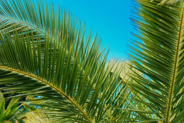 palmiye ağacı yaprak mavi gökyüzü arka plan üzerinde