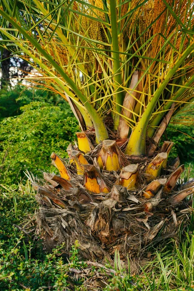 Palmiye Ağacı Gövde Ang Yaprakları — Stok fotoğraf