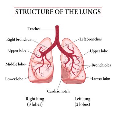 Akciğerlerin tıbbi yapısı. Ciğerlerin yapısı. Akciğerler için biyoloji çizelgesi. Vektör illüstrasyonu.