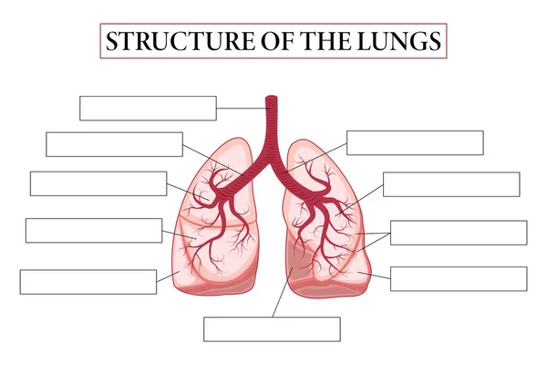 Struttura Medica Dei Polmoni Pensa Scrivi Scrivi Struttura Dei Polmoni — Vettoriale Stock