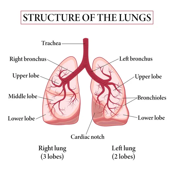 Estructura Médica Los Pulmones Estructura Los Pulmones Tabla Educación Biología — Archivo Imágenes Vectoriales