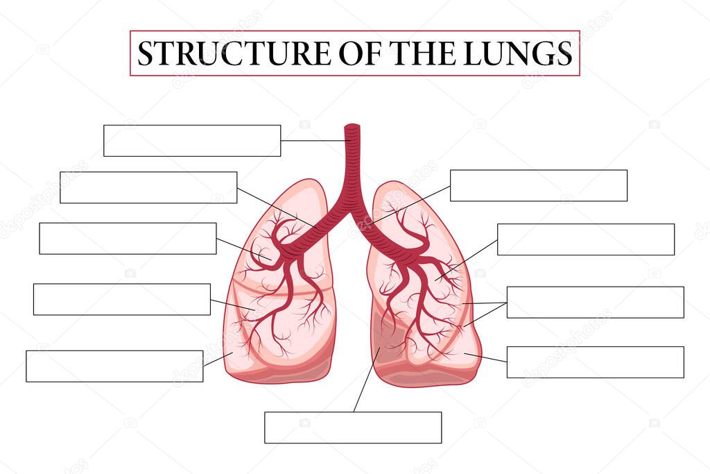 Medical structure of the lungs. Think and write. Write structure of the lungs. Learning words. Education worksheet.  Education chart of biology for lungs. Vector illustration.